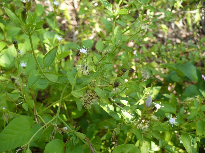 Cape Sable Thoroughwort photo 7