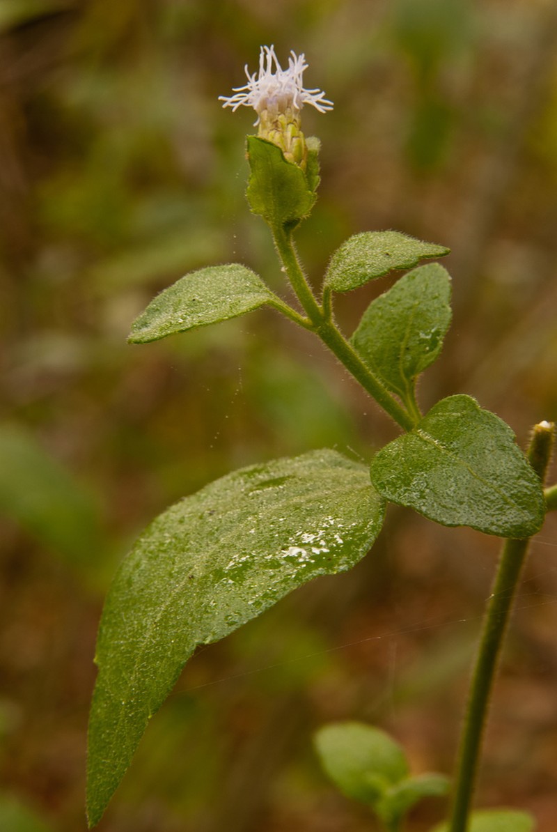 Cape Sable Thoroughwort photo 8