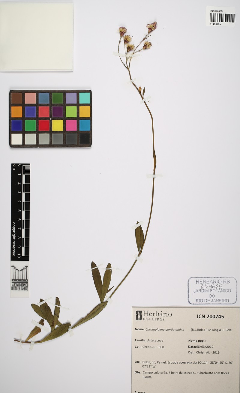 Chromolaena gentianoides