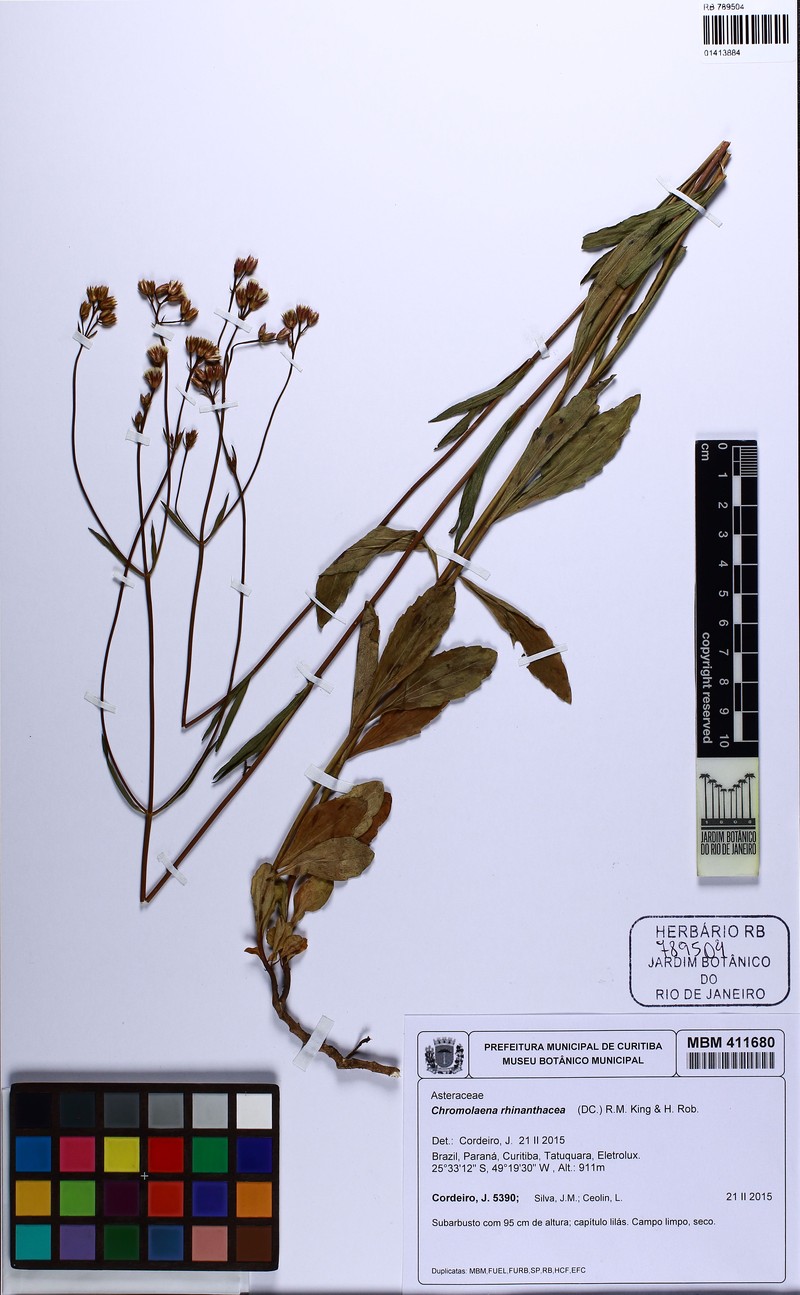 Chromolaena gentianoides photo 2