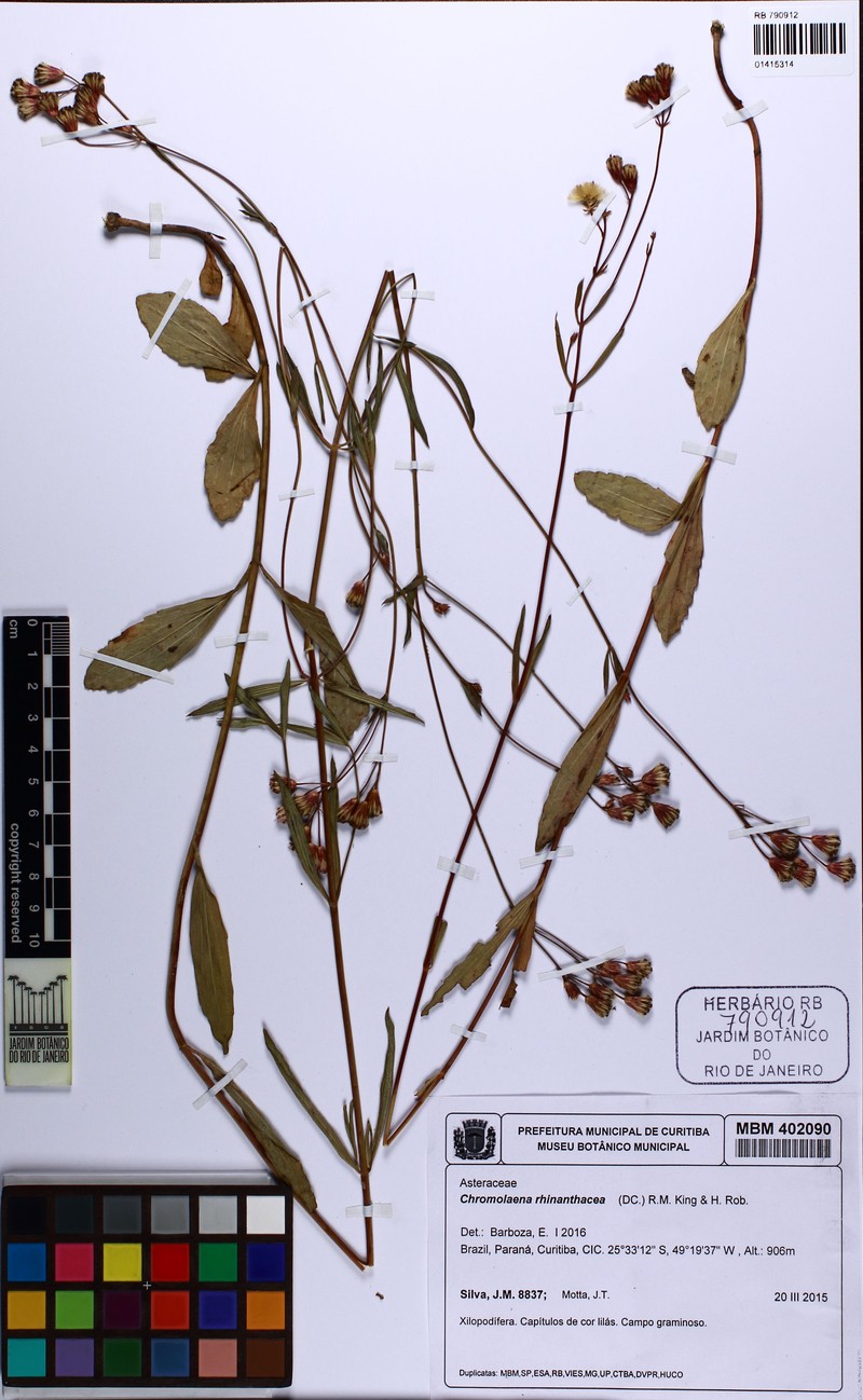 Chromolaena gentianoides photo 3