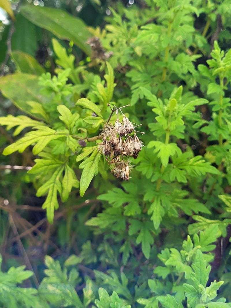 Chromolaena geranifolia