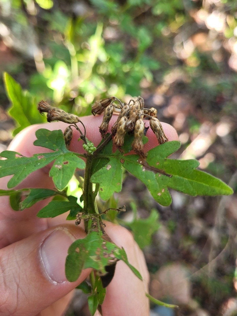 Chromolaena geranifolia photo 2