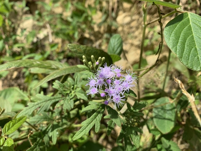 Chromolaena geranifolia photo 3
