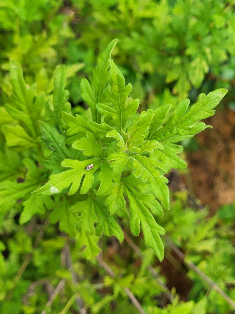 Chromolaena geranifolia photo 4