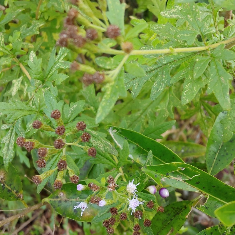 Chromolaena geranifolia photo 5