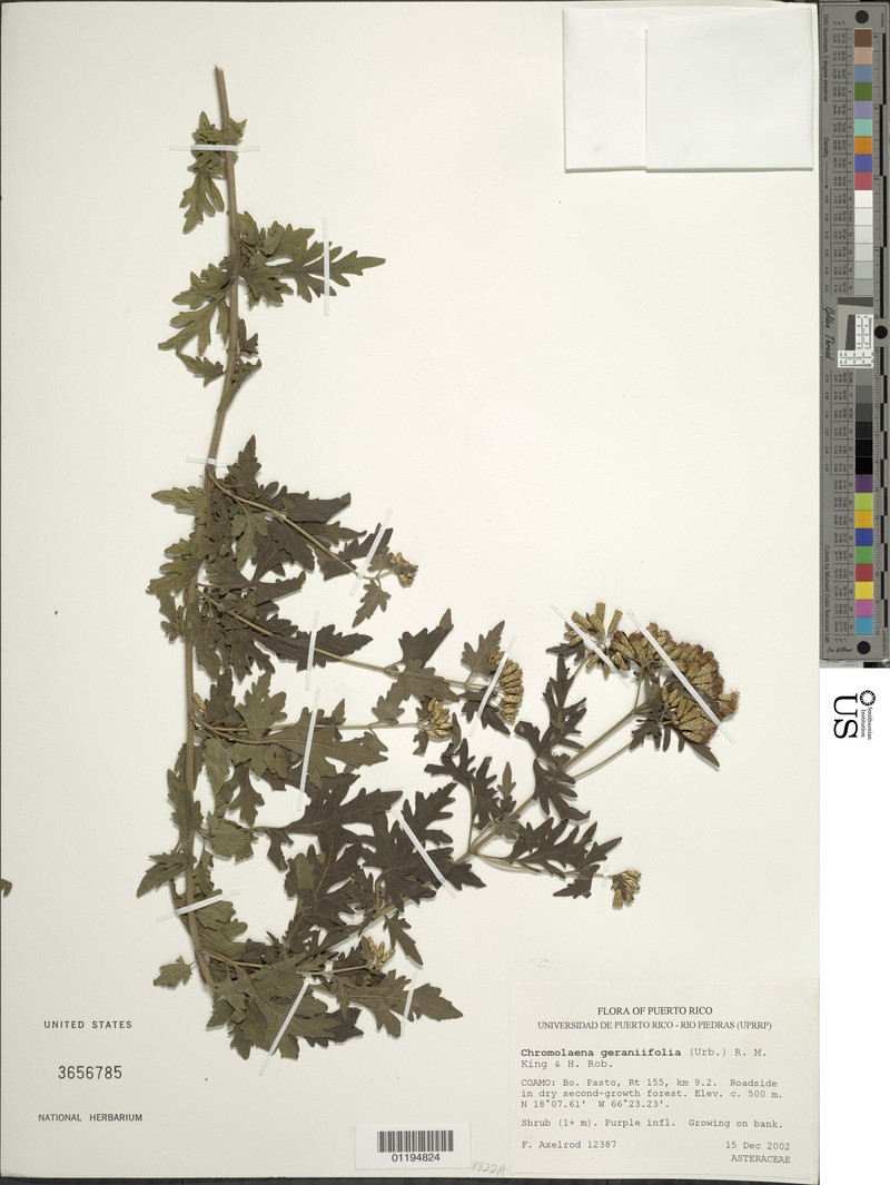 Chromolaena geranifolia photo 6