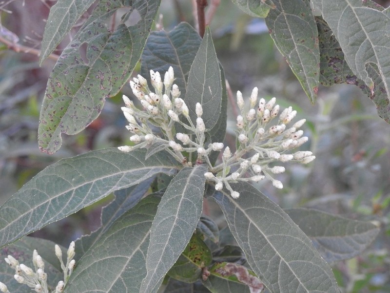 Chromolaena glaberrima