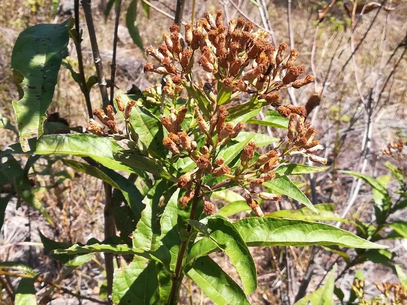 Chromolaena glaberrima photo 2