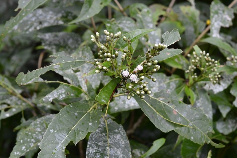 Chromolaena glaberrima photo 3