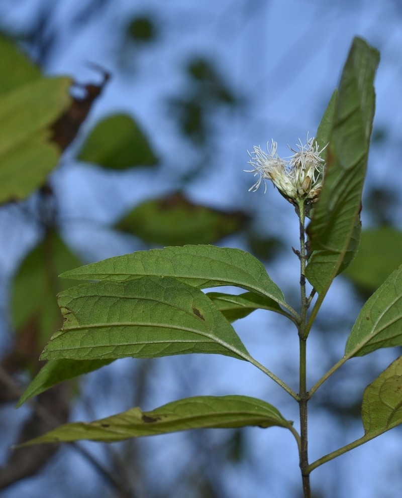 Chromolaena guiengolensis