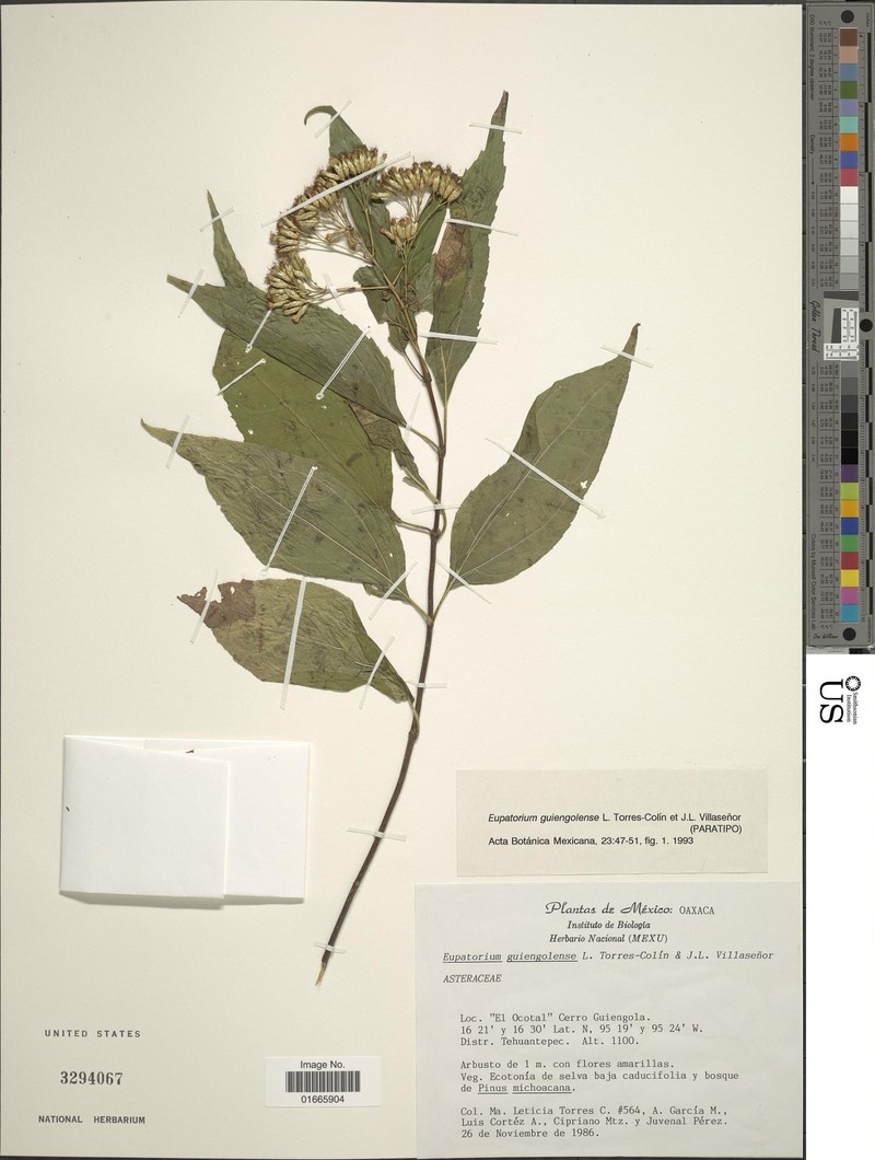Chromolaena guiengolensis photo 3