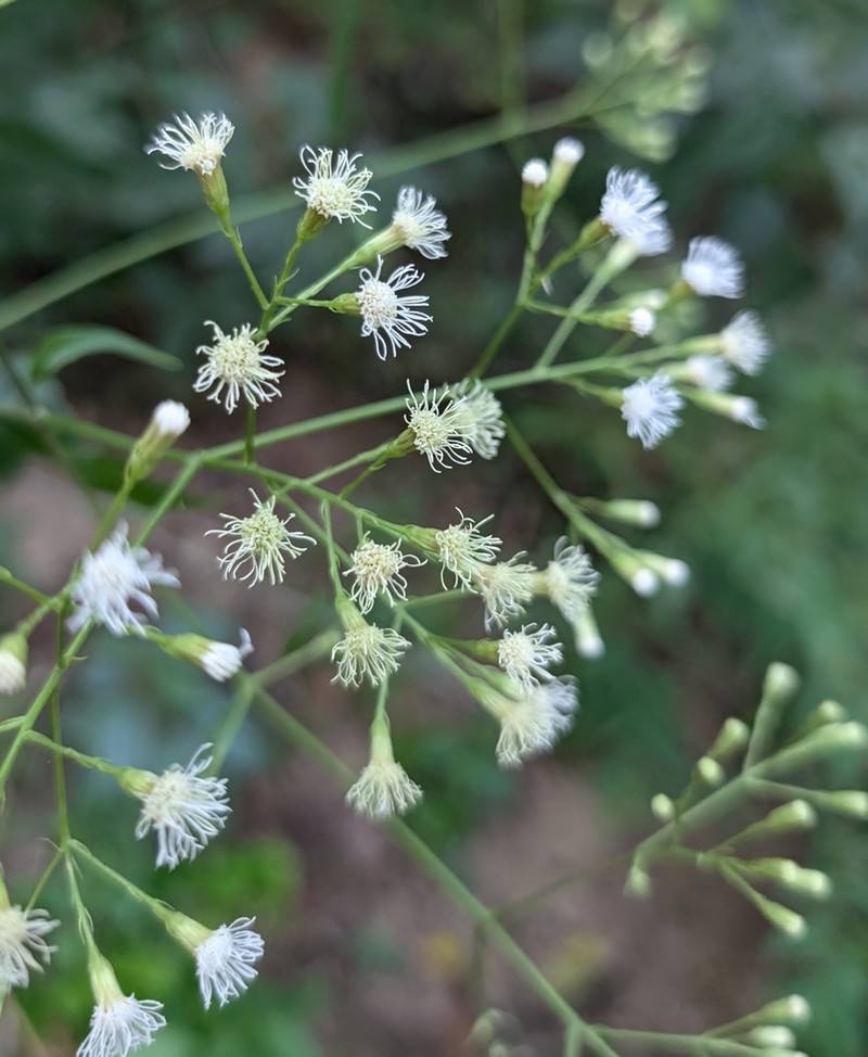 Chromolaena haenkeana