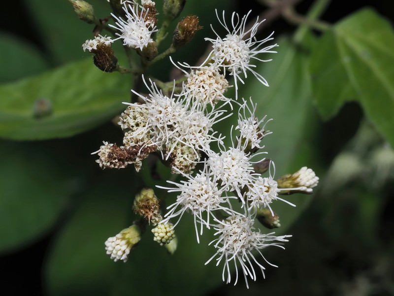 Chromolaena haenkeana photo 2