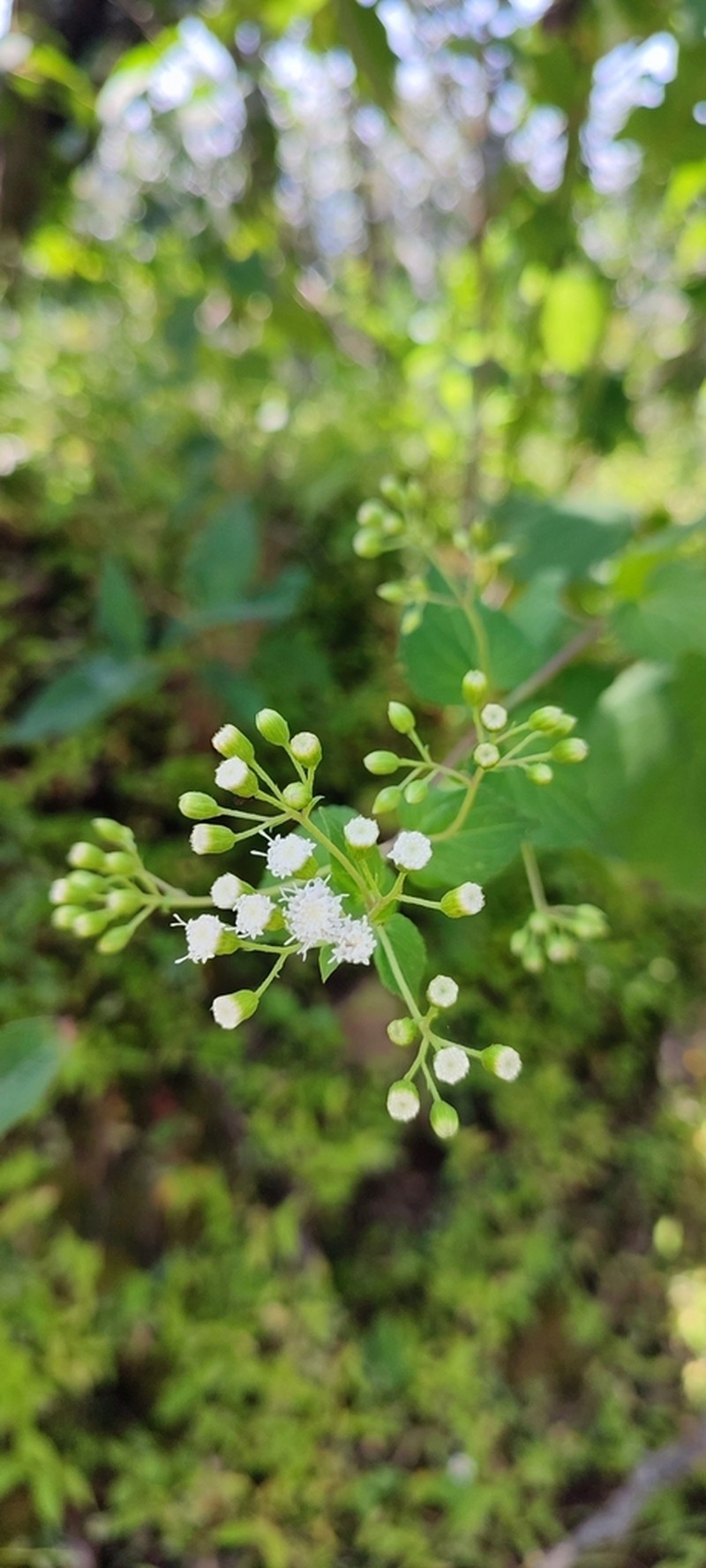Chromolaena haenkeana photo 4