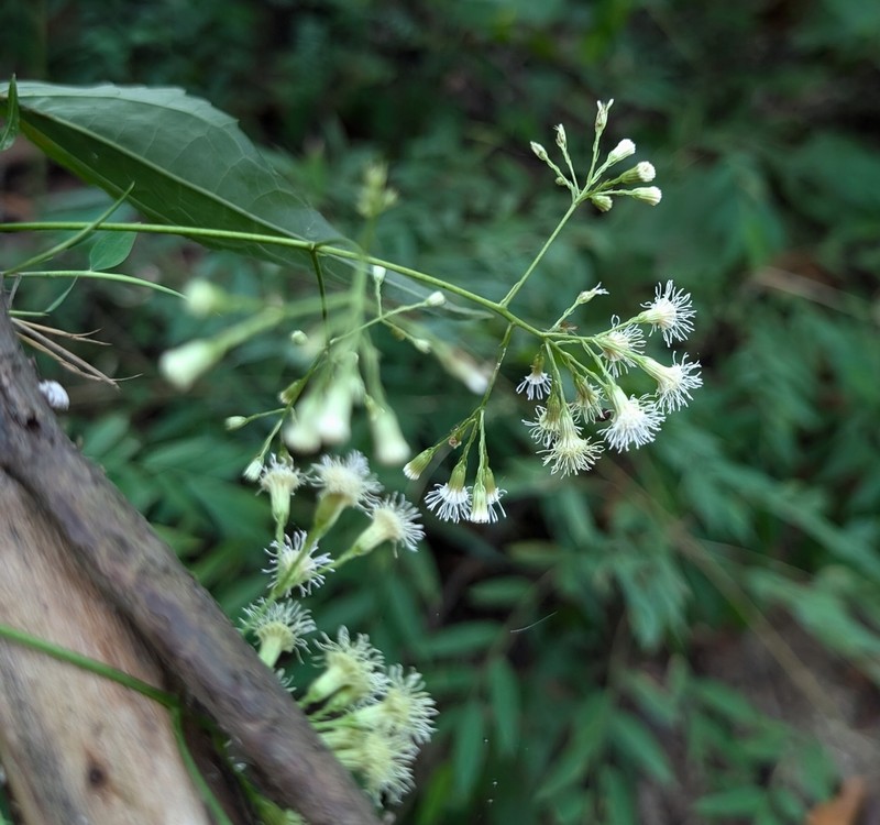 Chromolaena haenkeana photo 5