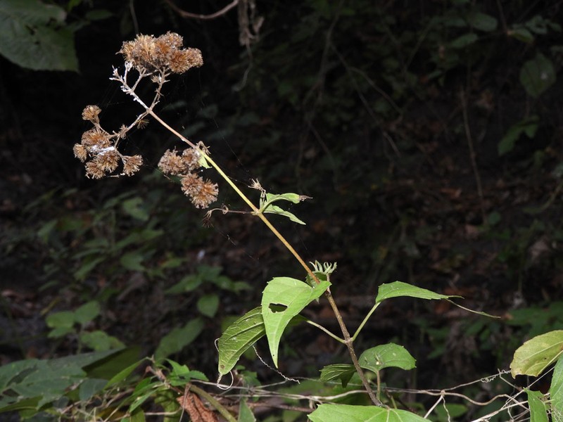 Chromolaena haenkeana photo 6