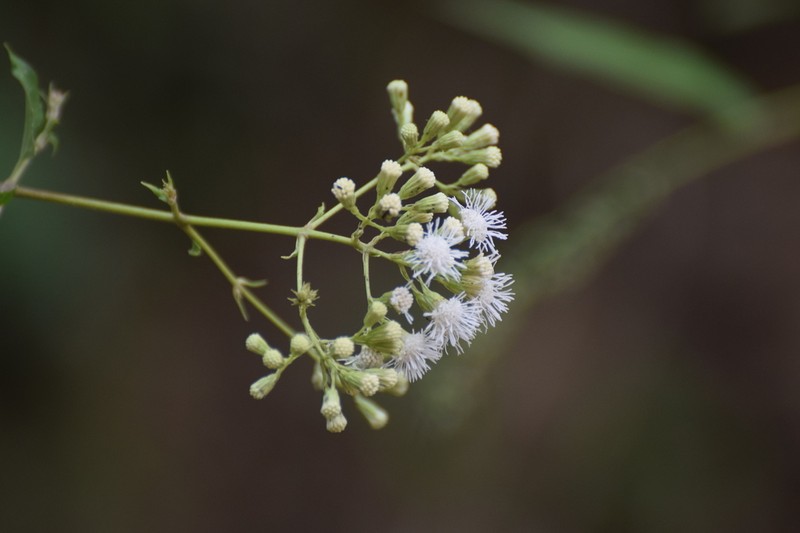 Chromolaena haenkeana photo 7