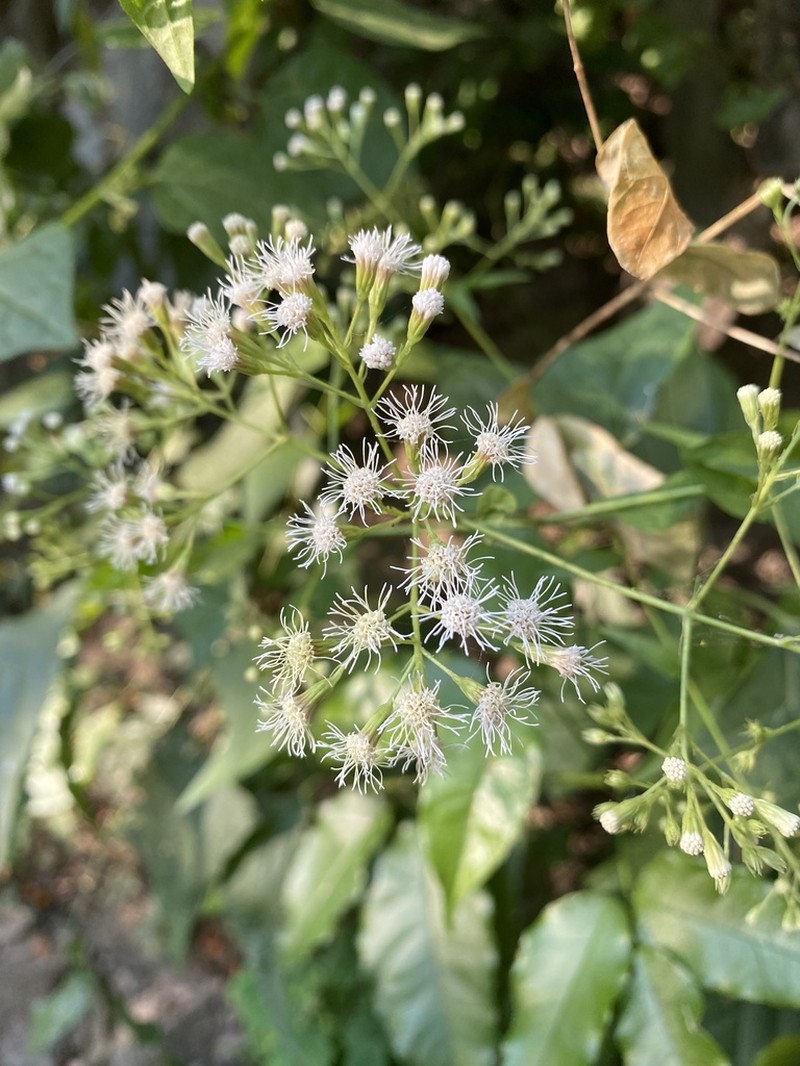 Chromolaena haenkeana photo 8
