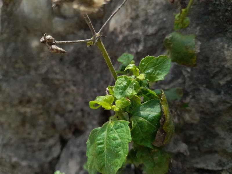 Chromolaena haughtii photo 2