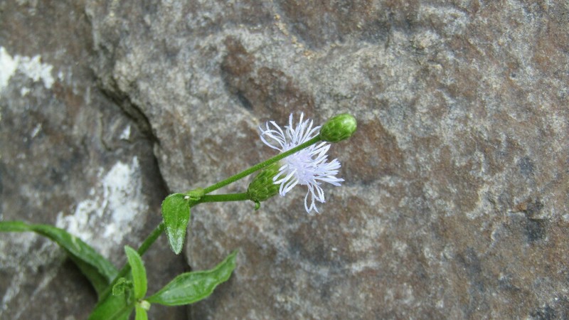 Chromolaena haughtii photo 3
