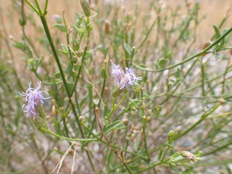 Chromolaena haughtii photo 4