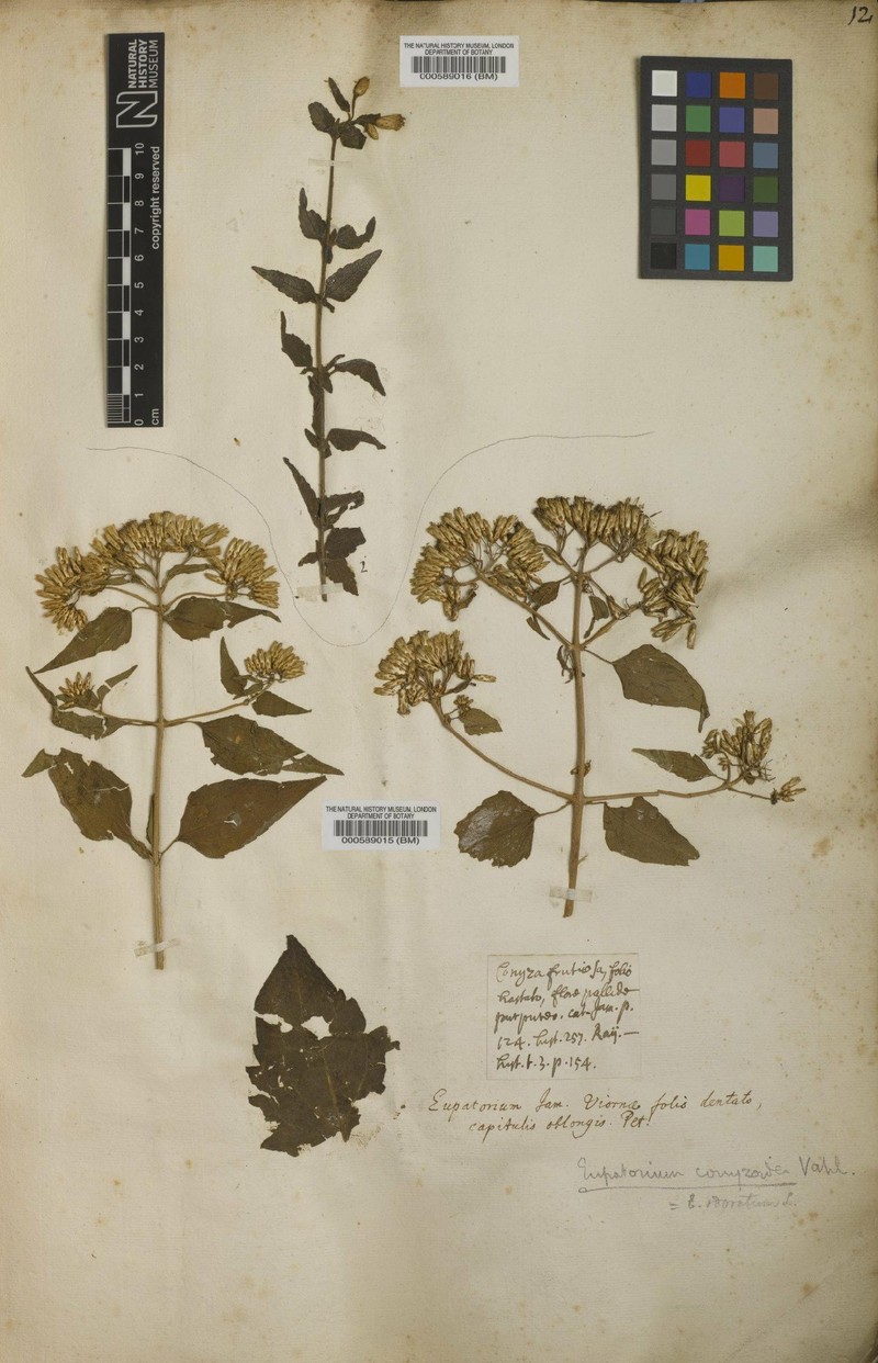 Chromolaena heteroclinia