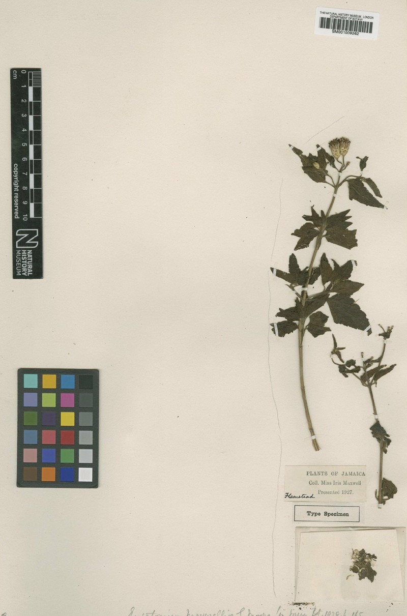 Chromolaena heteroclinia photo 2