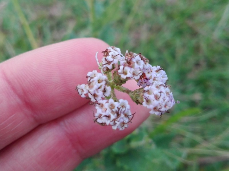 Chromolaena hirsuta photo 2