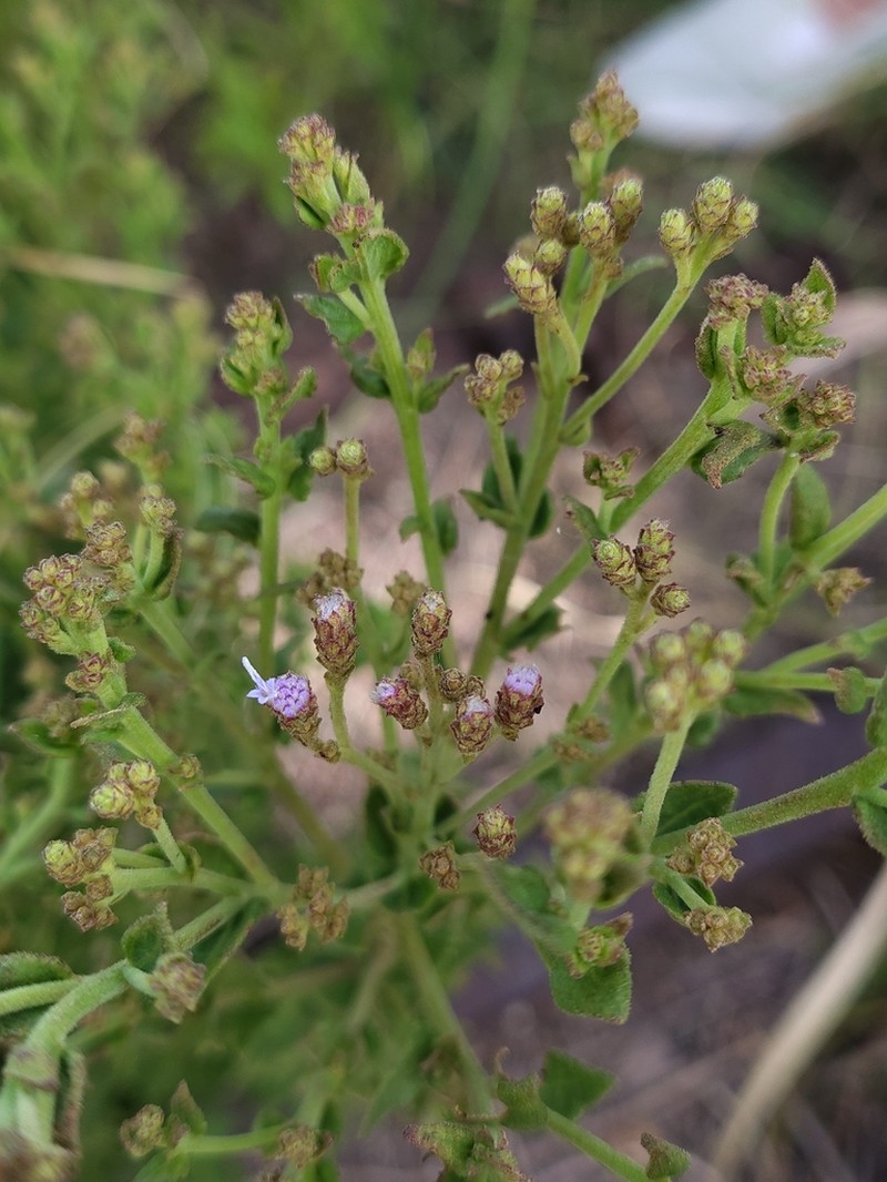 Chromolaena hirsuta photo 3