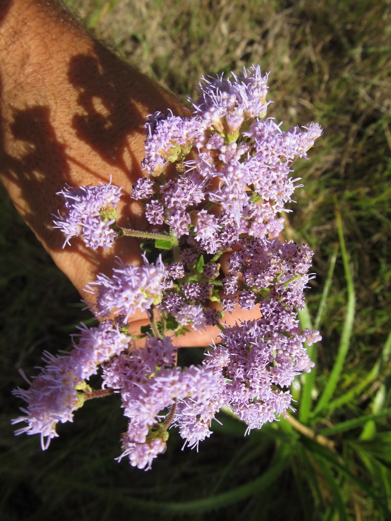 Chromolaena hirsuta photo 4