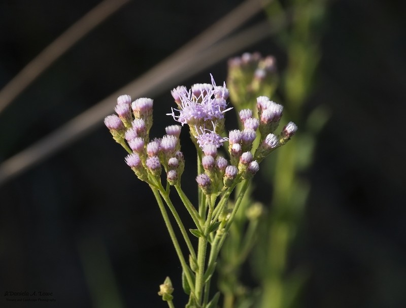 Chromolaena hirsuta photo 5
