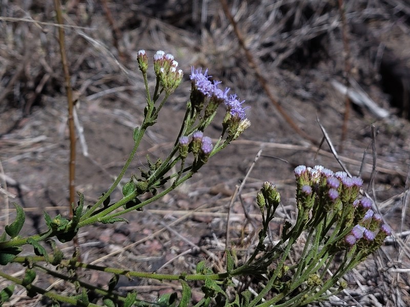 Chromolaena hirsuta photo 6