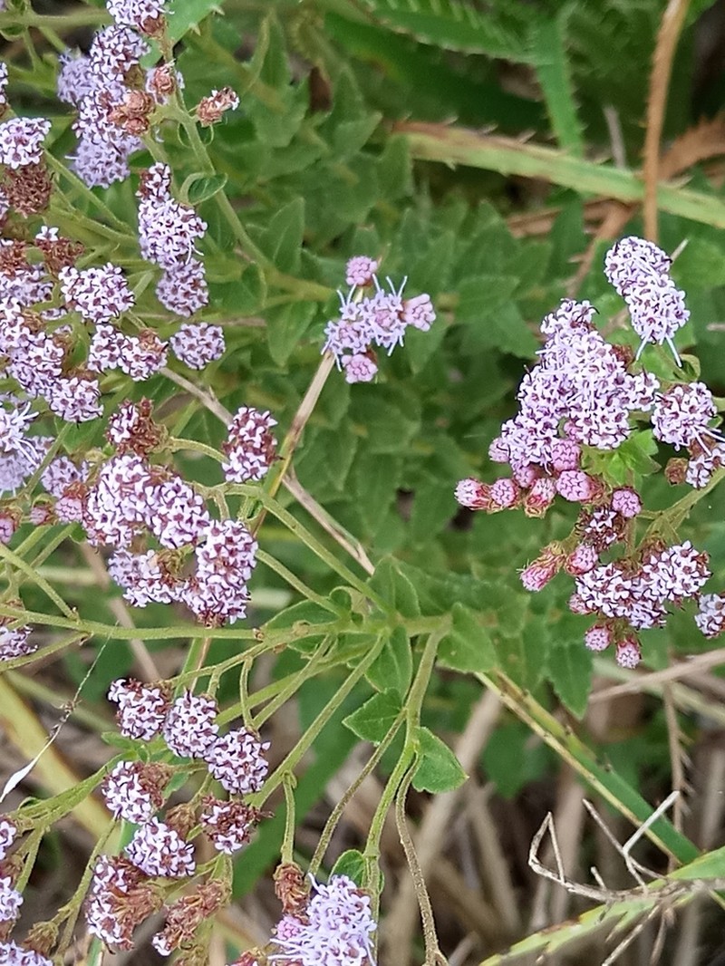 Chromolaena hirsuta photo 7