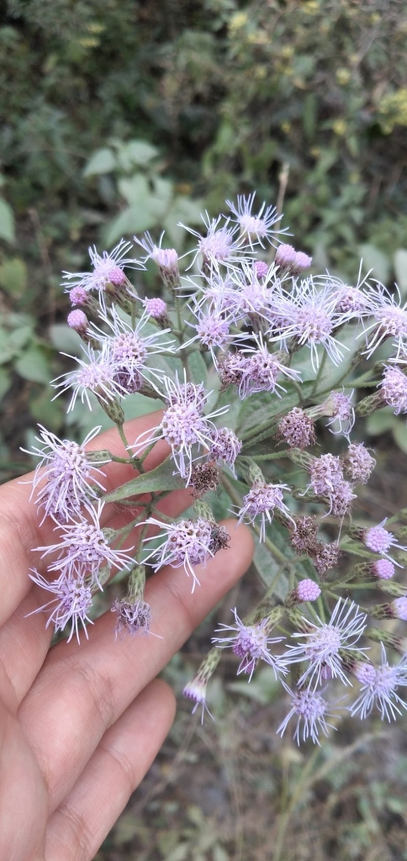 Chromolaena hookeriana