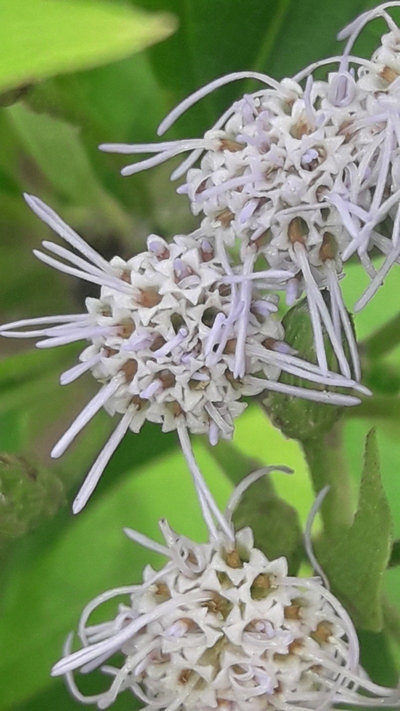 Chromolaena hookeriana photo 2