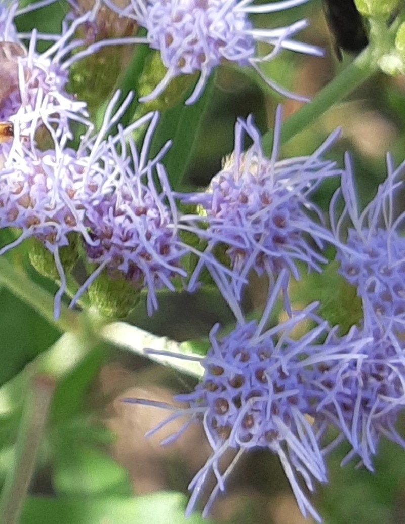 Chromolaena hookeriana photo 3