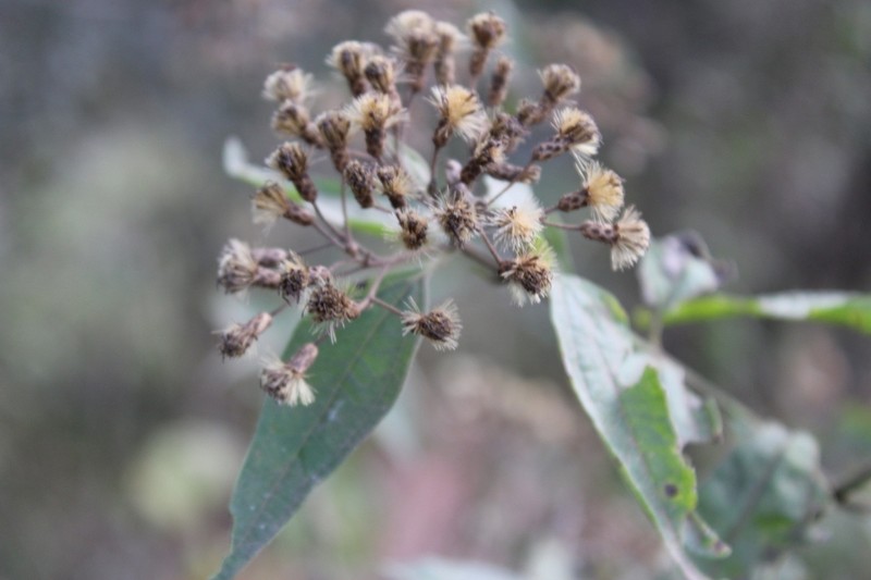 Chromolaena hookeriana photo 4