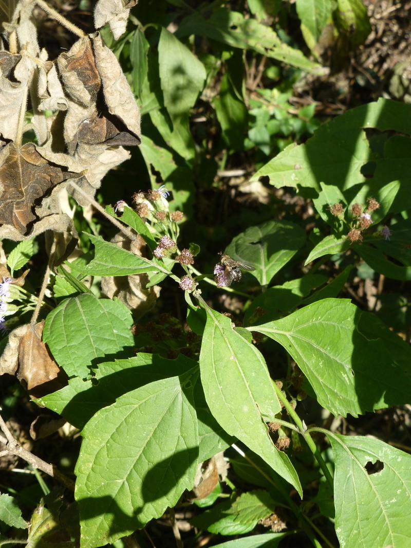 Chromolaena hookeriana photo 5