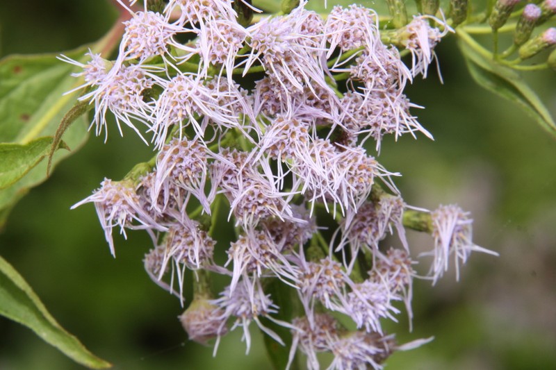 Chromolaena hookeriana photo 6