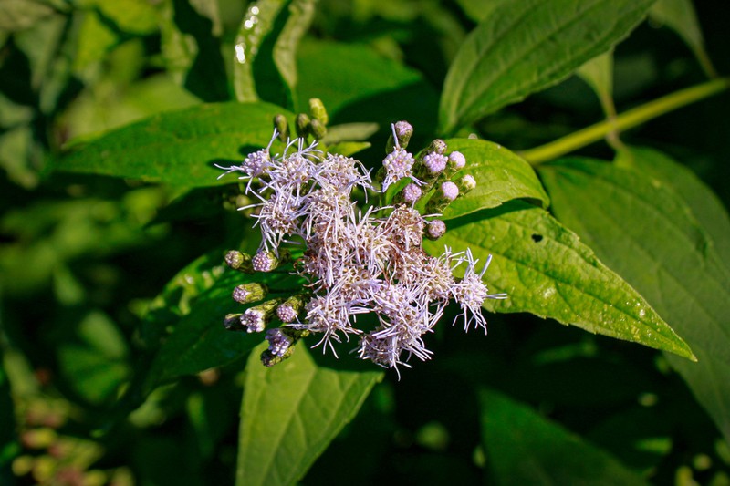 Chromolaena hookeriana photo 7