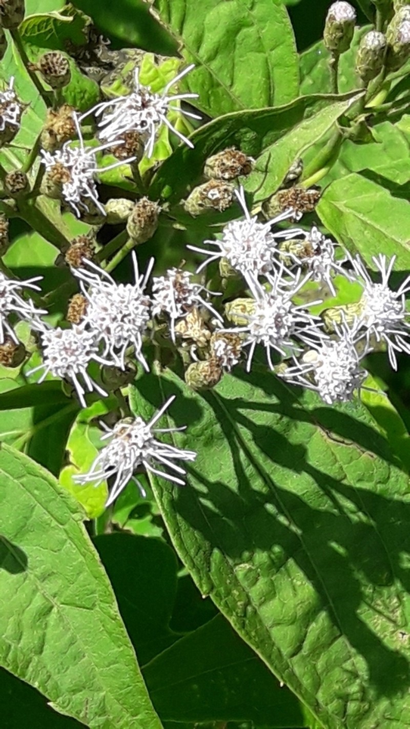Chromolaena hookeriana photo 8
