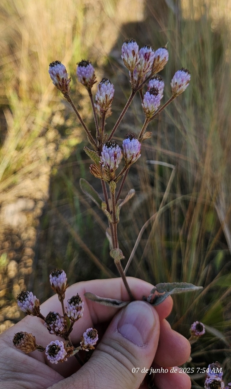 Chromolaena horminoides