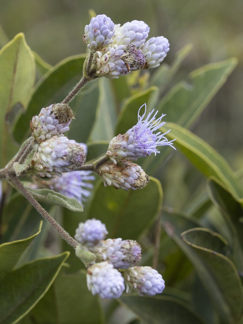 Chromolaena horminoides photo 2