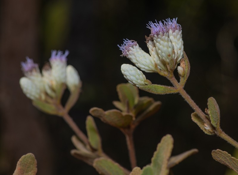 Chromolaena horminoides photo 3