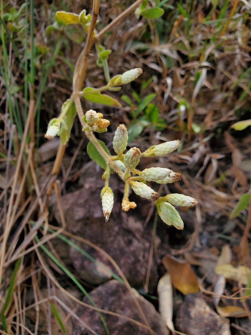 Chromolaena horminoides photo 4