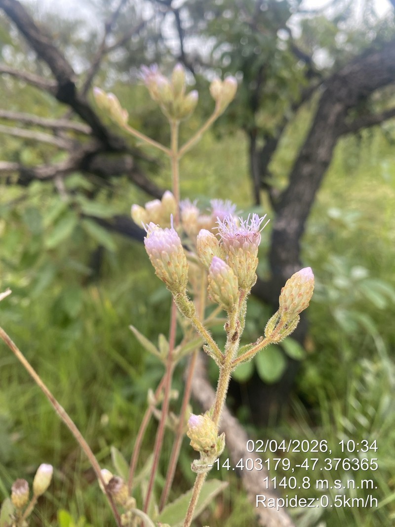 Chromolaena horminoides photo 5