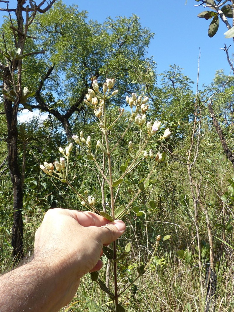 Chromolaena horminoides photo 6