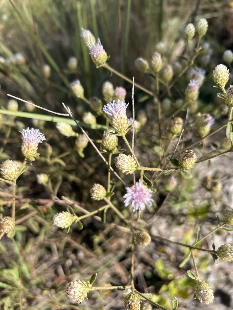 Chromolaena horminoides photo 7