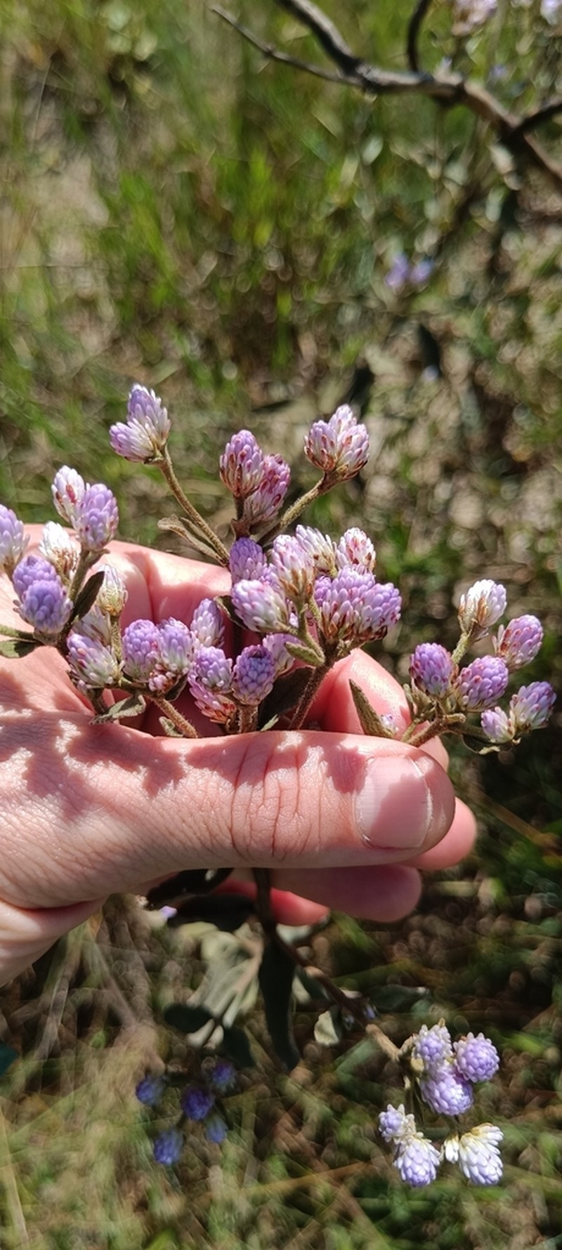 Chromolaena horminoides photo 8